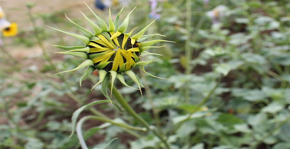 Neglected Sunflower