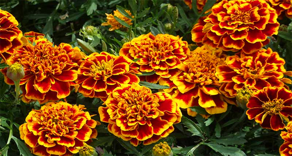 New Marigold Varieties