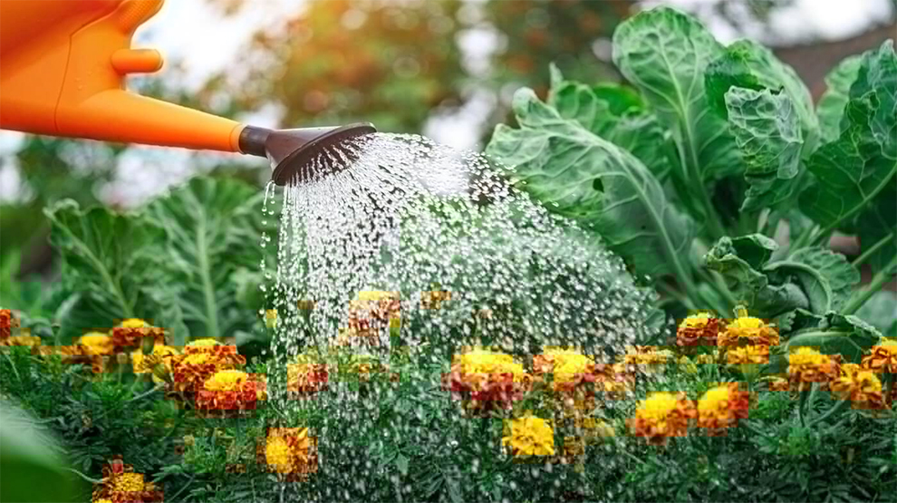 Often to Water Marigold Seeds