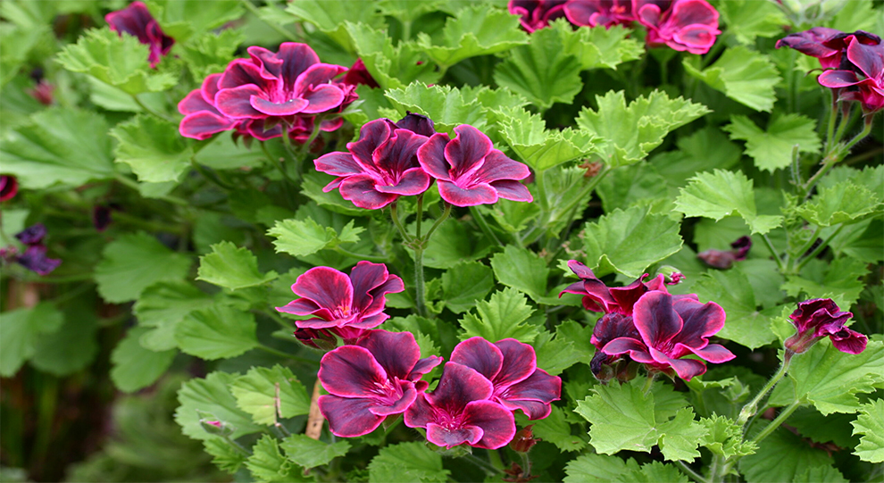 Pelargonium Lord Bute