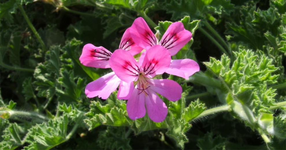 Pelargonium Pink Capitatum