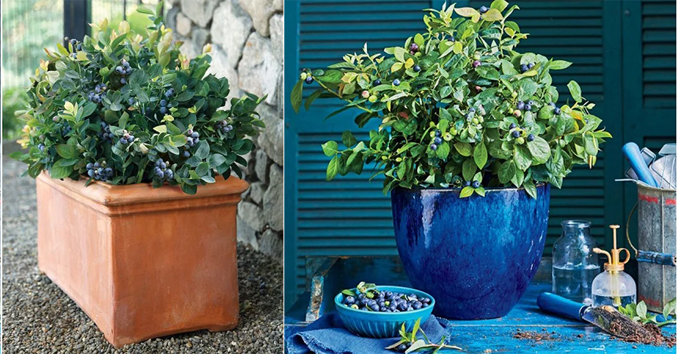 Plant Blueberry Bushes In Containers Or Pots