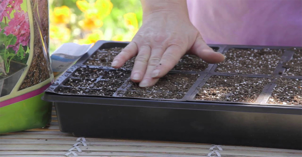 Plant Marigold Seeds Indoors
