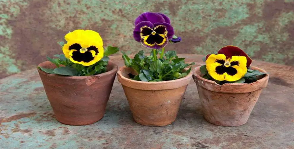 Plant Pansies