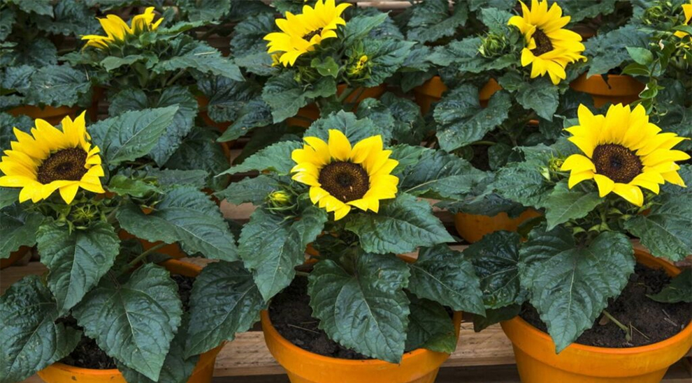 Potted Sunflowers Be Inside or Outside