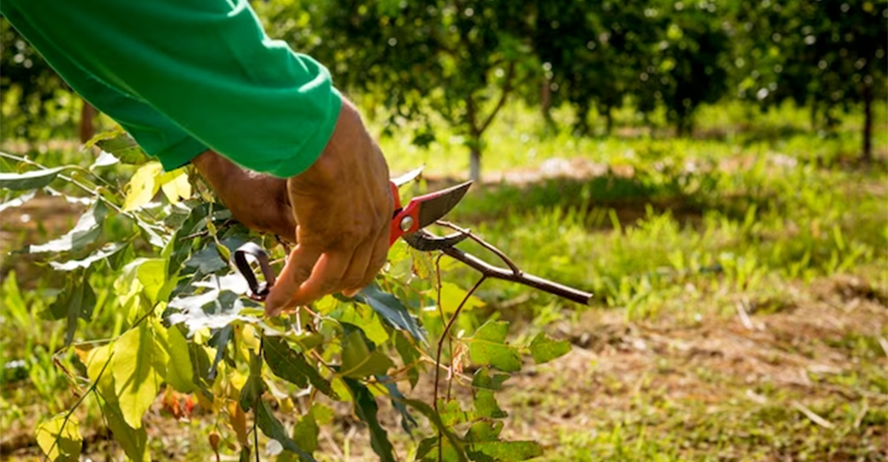 Pruning Eucalyptus