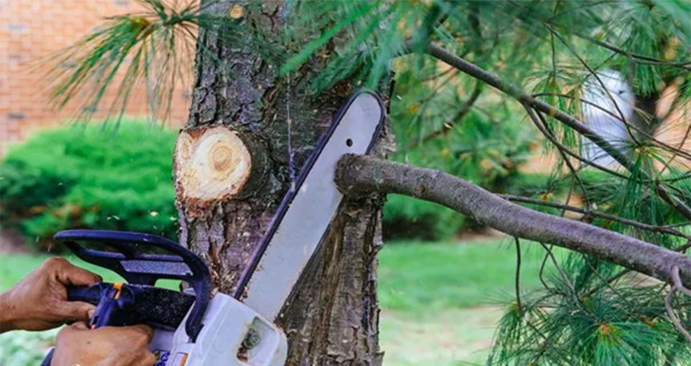 Pruning Pine Trees' Lower Branches