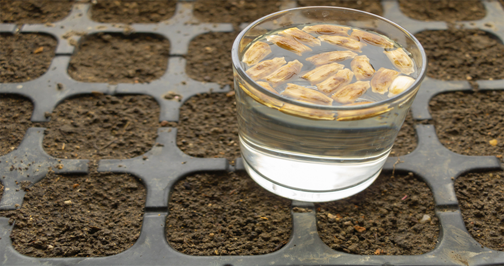 Put Sunflower Seeds In Water Before Planting