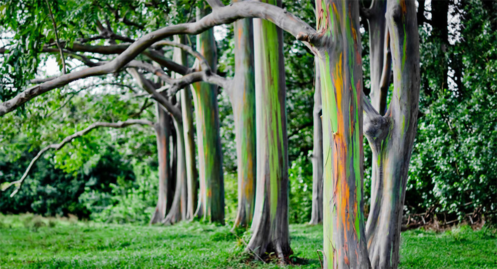 Rainbow Eucalyptus Tree Growth Rate