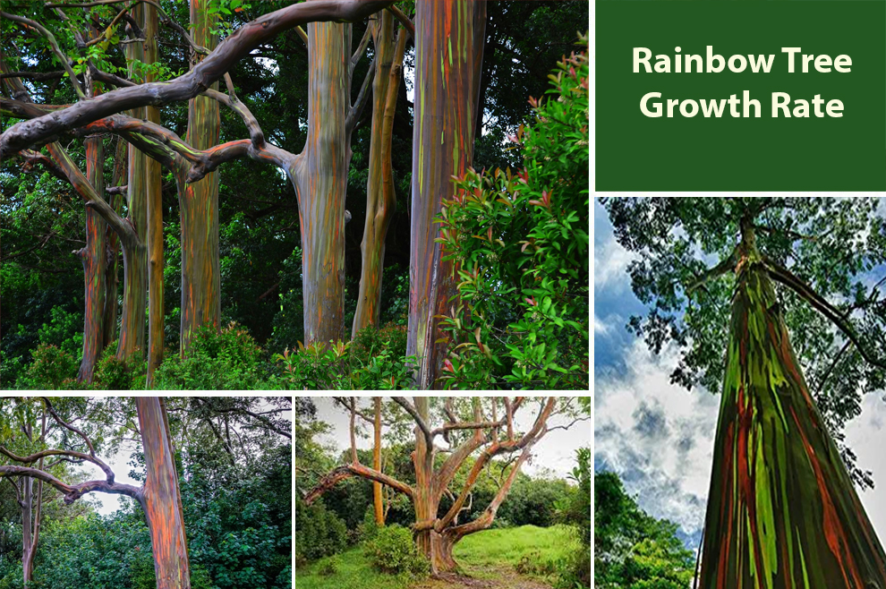 Rainbow Tree Growth Rate 