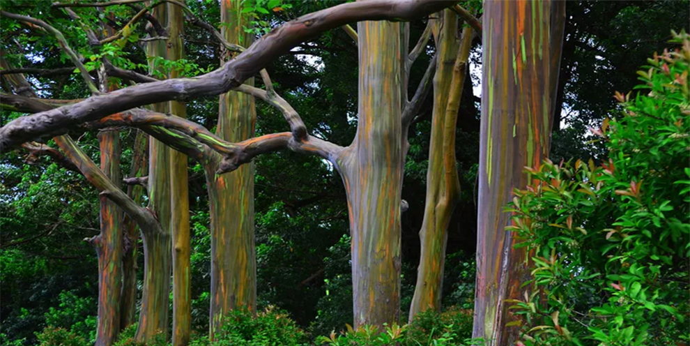Rainbow Eucalyptus Trees Grow