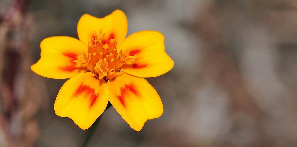 Red-Crescent Marigold