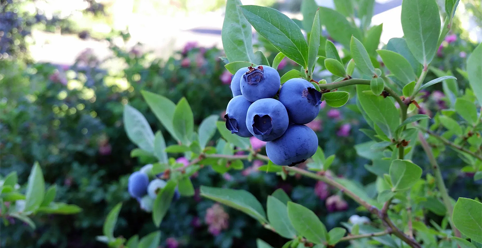 Right Blueberry Bushes Varieties For Your Garden