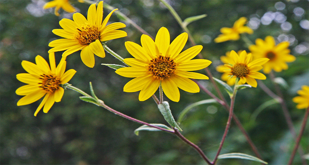 Schweinitz's Sunflowers