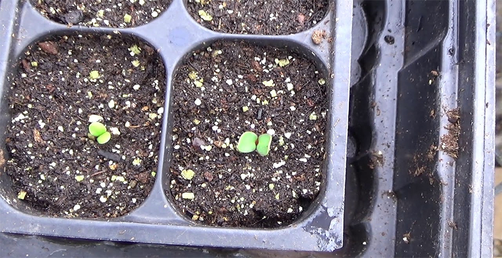 Seed Germination