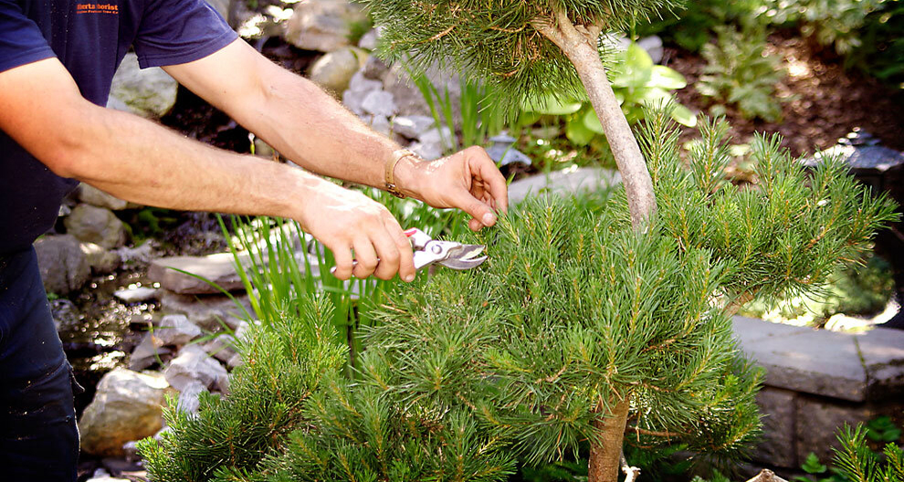 Shaping The Pine Tree