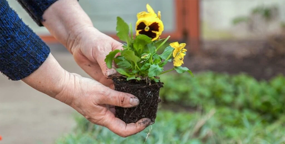 Suitable Location For Pansies