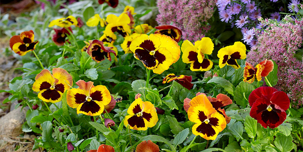 Sun Do Potted Pansies Need
