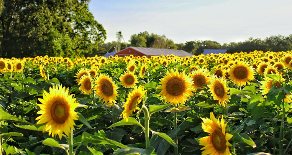 Sundance Kid Sunflower