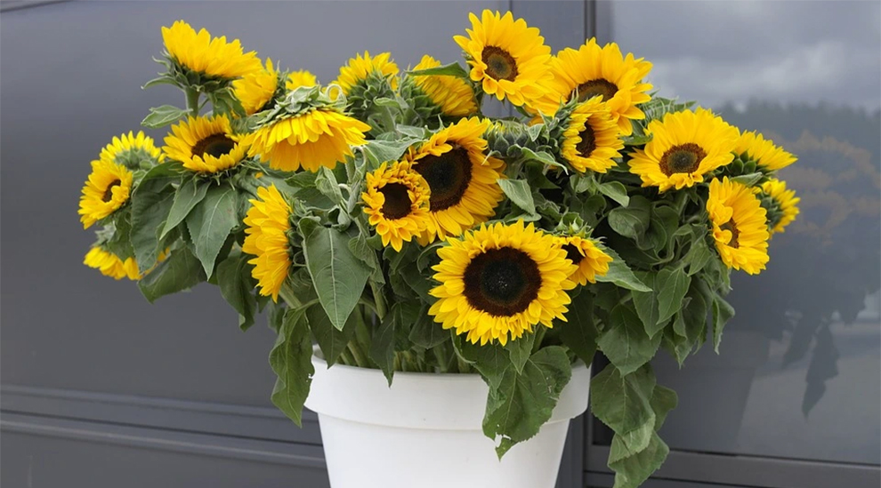 Sunflower In A Pot