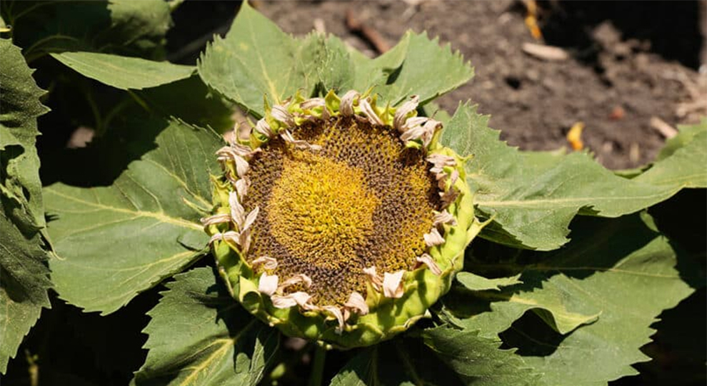 Sunflower Pests and Diseases