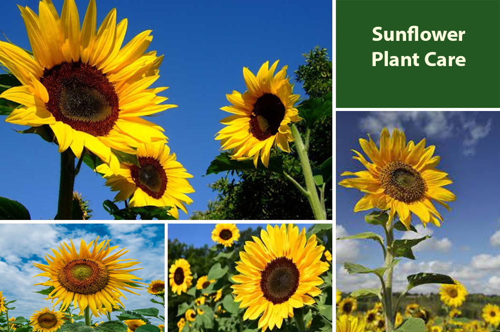 Sunflower Plant Care