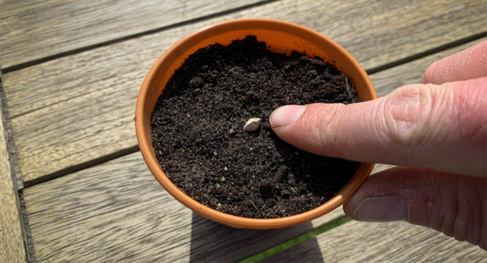 Sunflower Seeds Per Pot