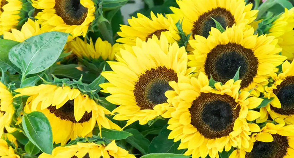 Sunflower Water Needs And Its Signs of Indication