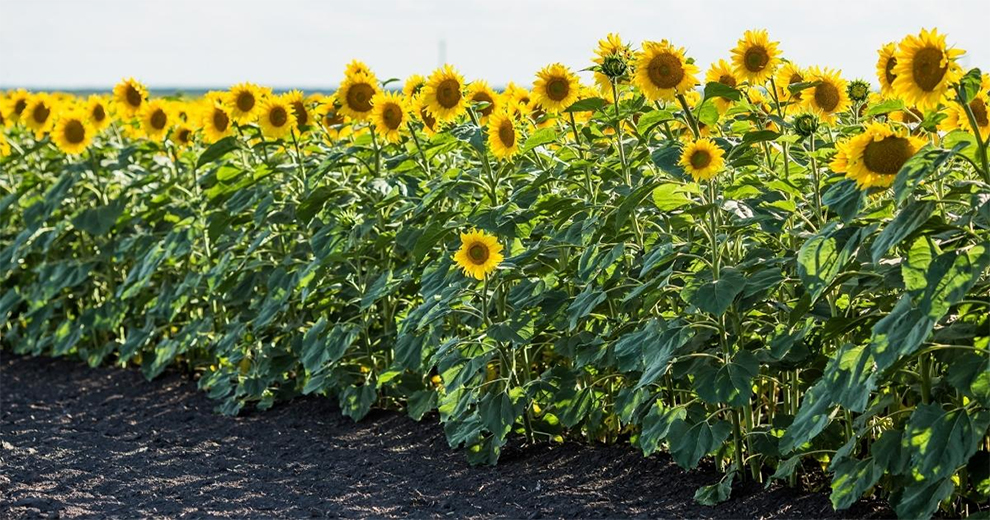 Sunflowers Need a Lot Of Direct Sunlight