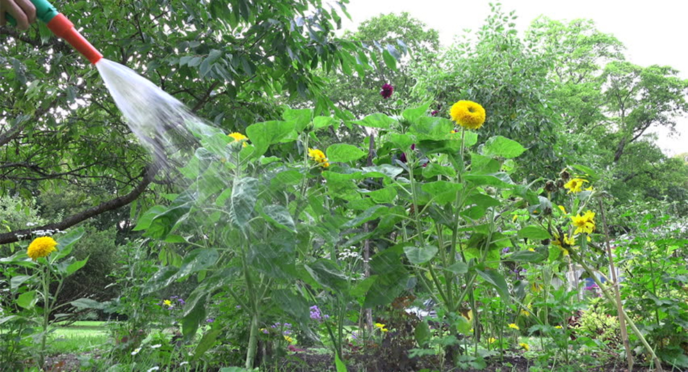 Sunflowers Need A Lot Of Water
