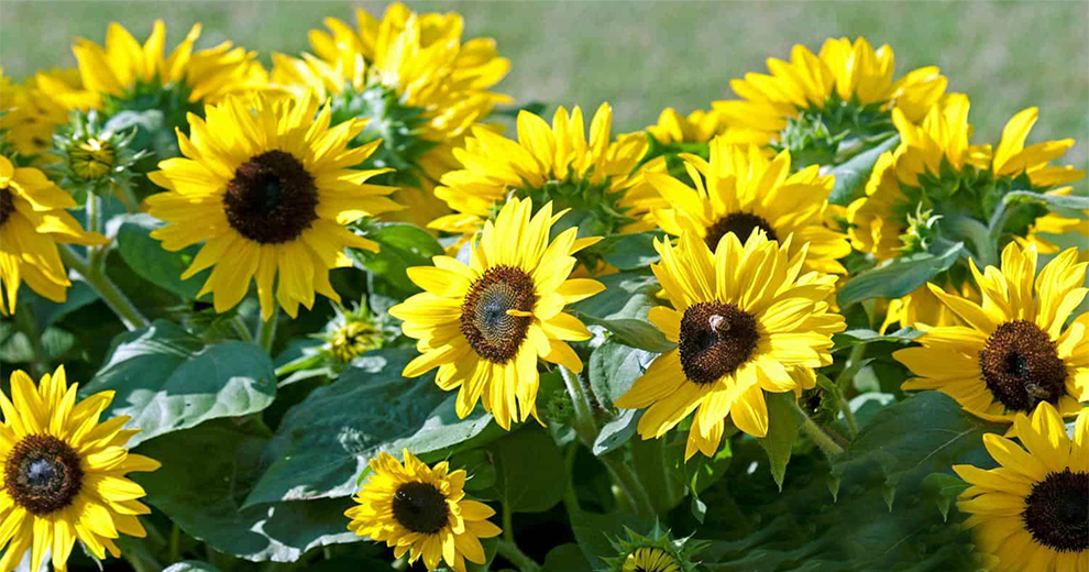 Suntastic Yellow Sunflower