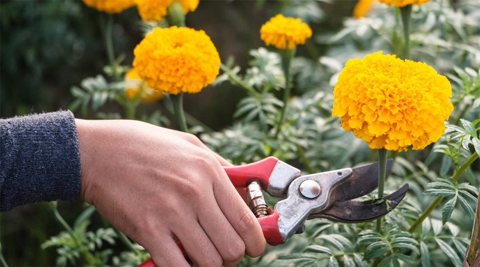 Supposed to Deadhead And Prune Marigolds?