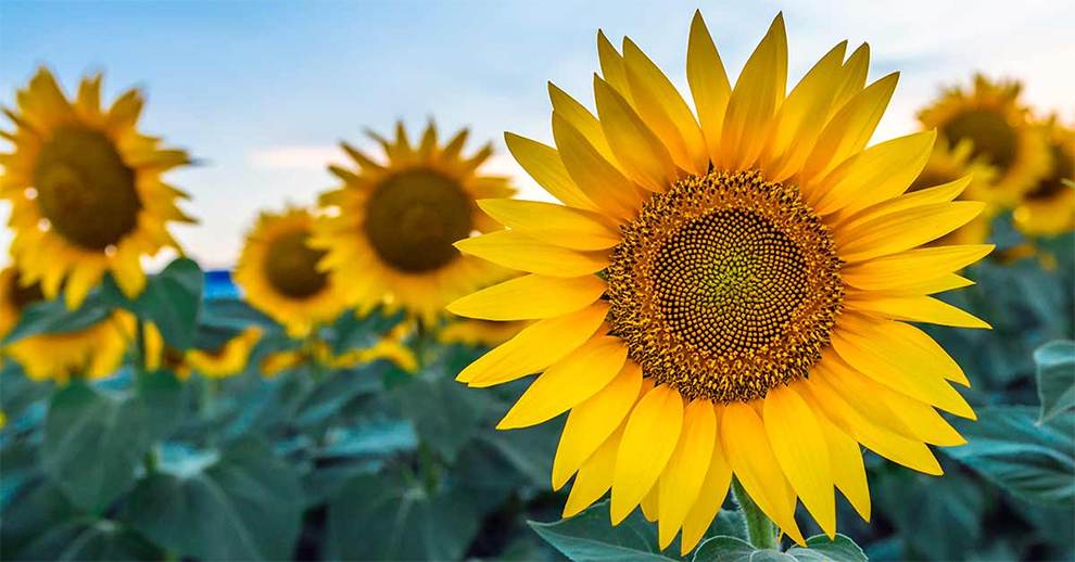 Temperature range for sunflowers to thrive