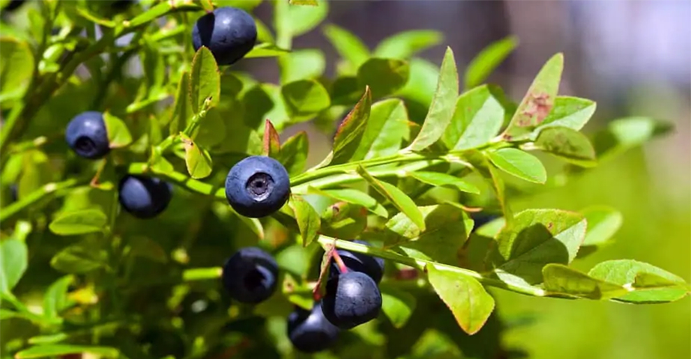 the Lifespan of Blueberry Bushes