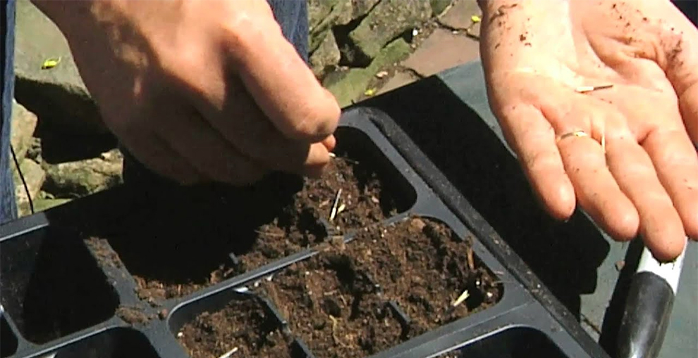 The Marigold Seed Goes Down