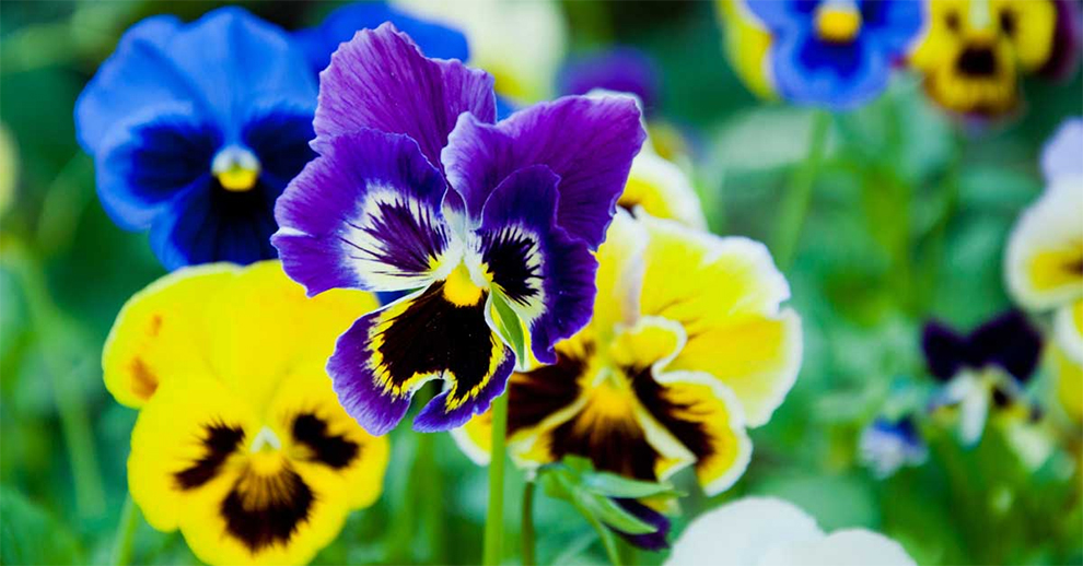 The Pansy Plant 