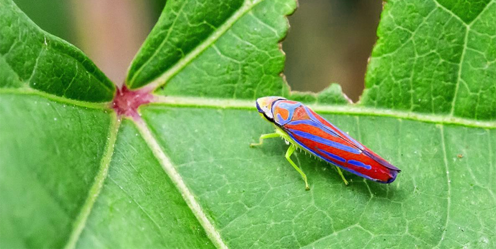 The Plants Infected With Leafhoppers