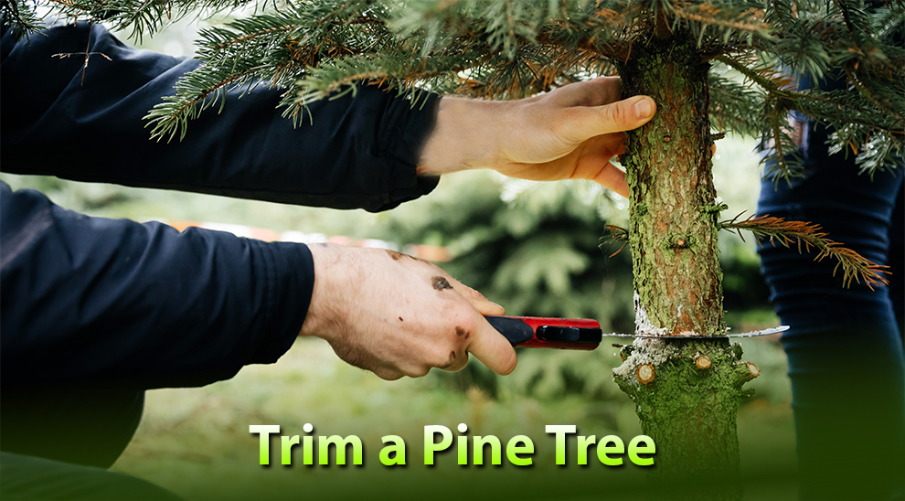 Trim A Pine Tree 