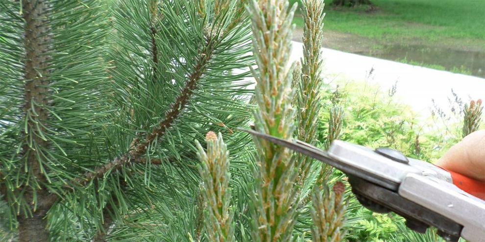 Trim A Pine Tree