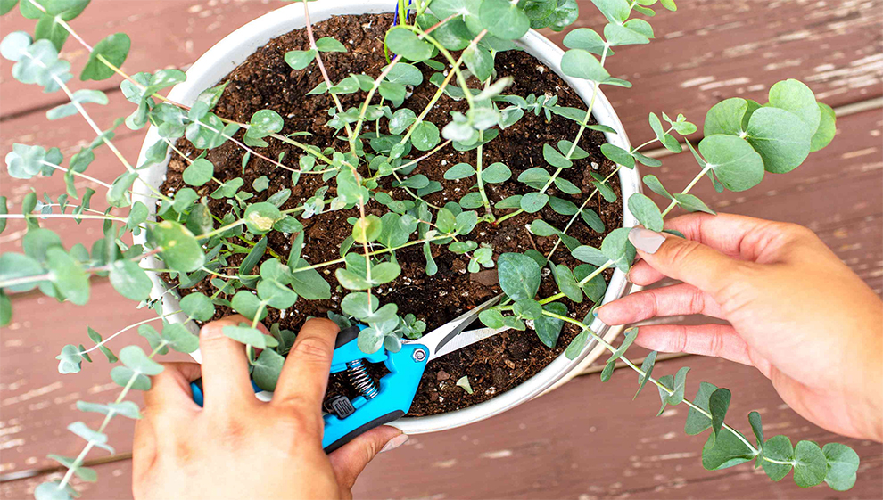 Trim Eucalyptus Stems