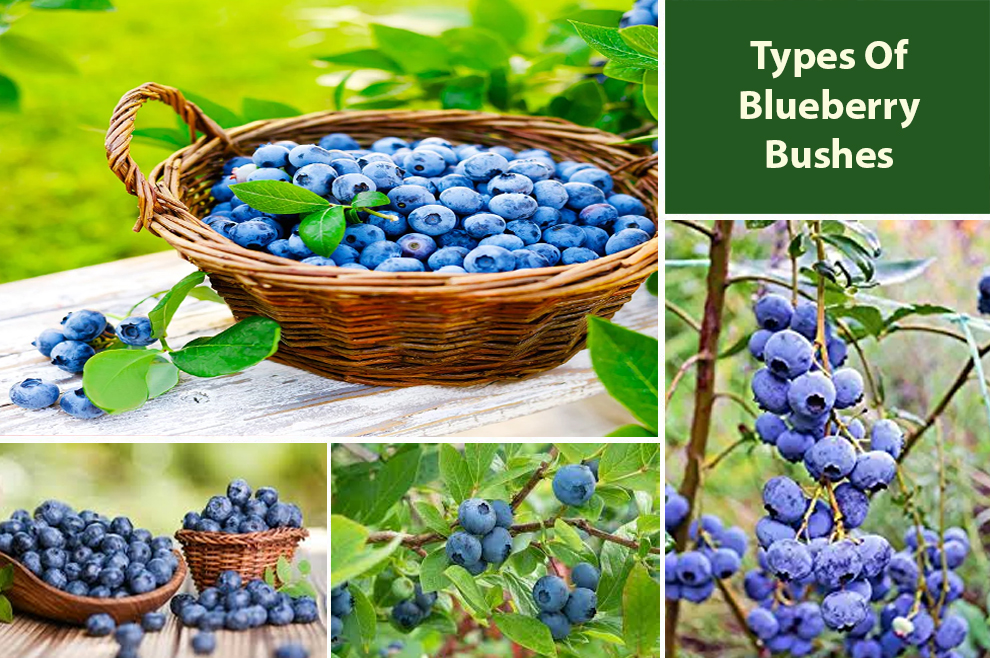 Types Of Blueberry Bushes