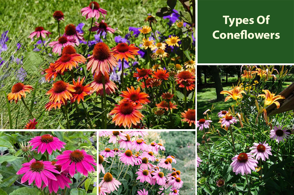 Types Of Coneflowers 