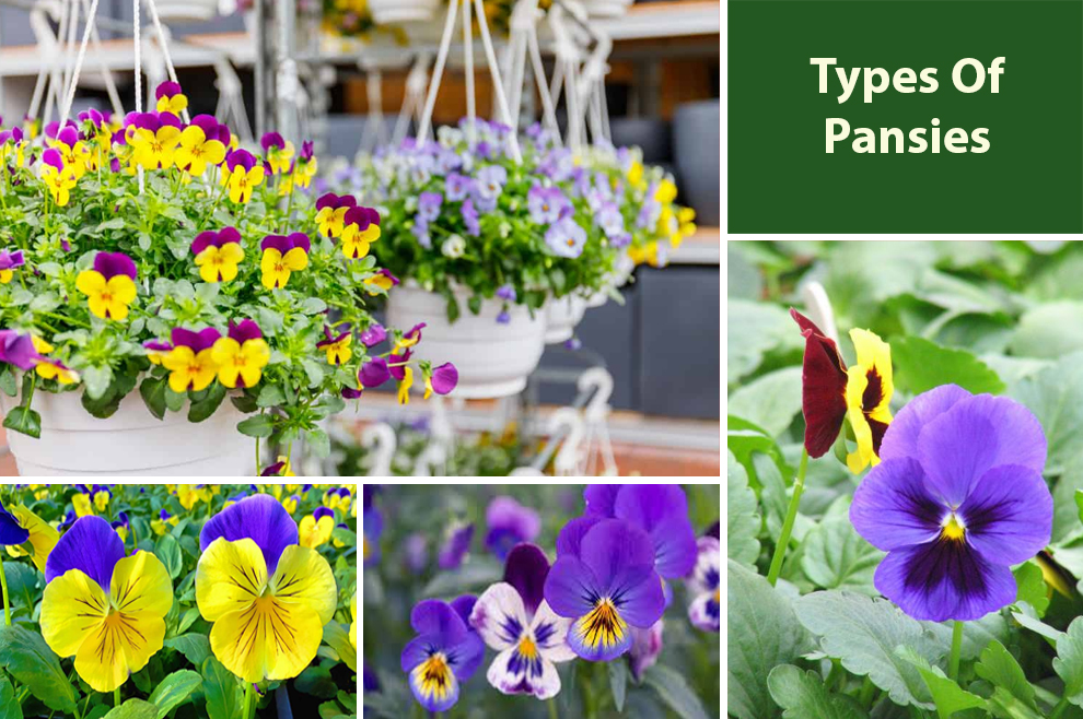 Types Of Pansies 