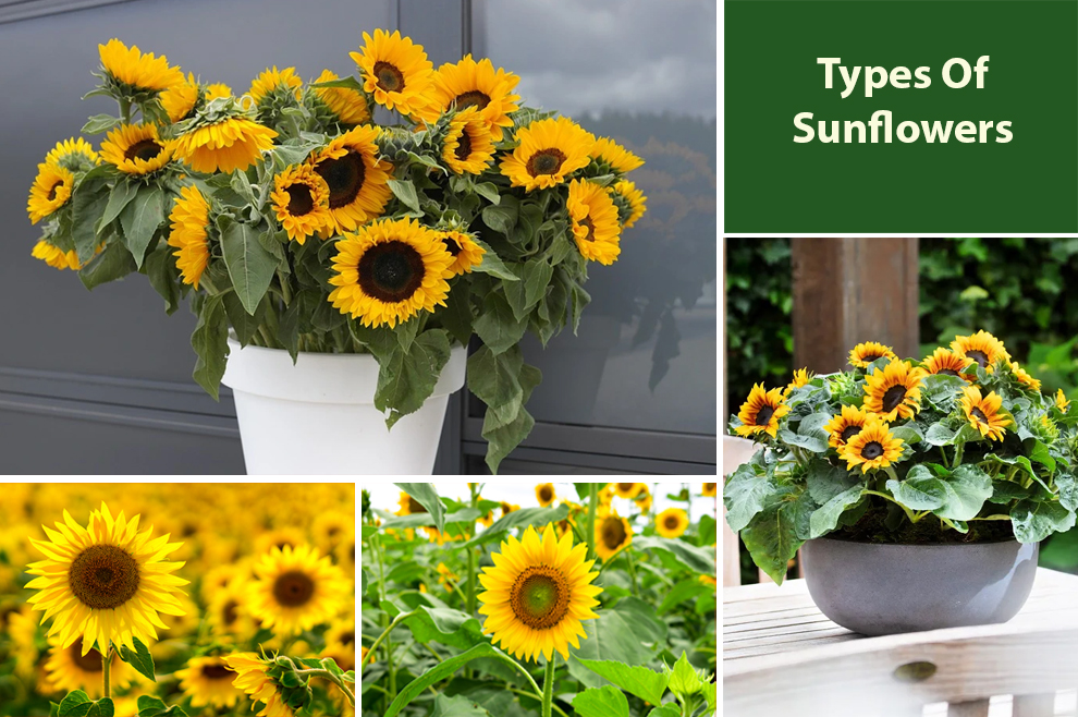 Types Of Sunflowers