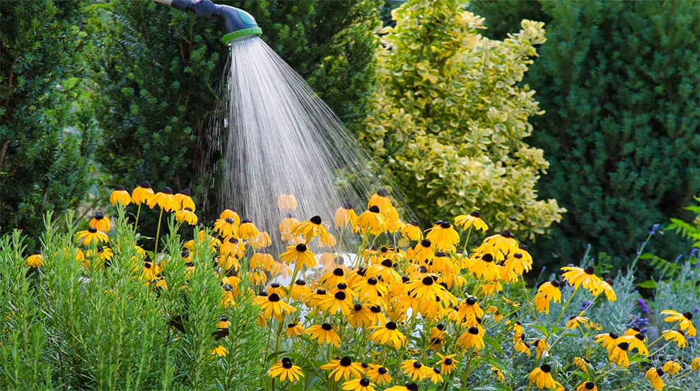 Water Do Coneflowers Need