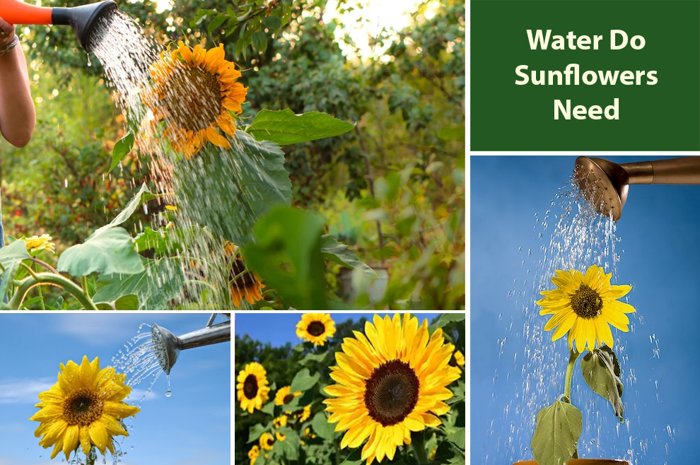 Water Do Sunflowers Need 