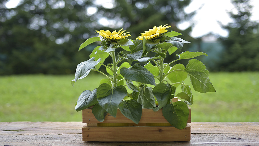 Water Sunflowers In My Pot