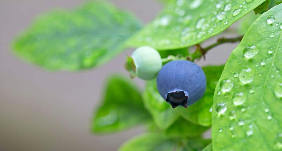 Watering Needs Of Blueberries