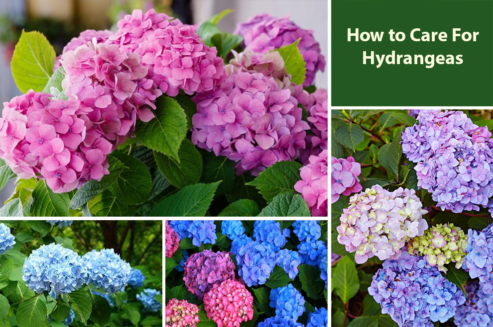 How to Care For Hydrangeas 
