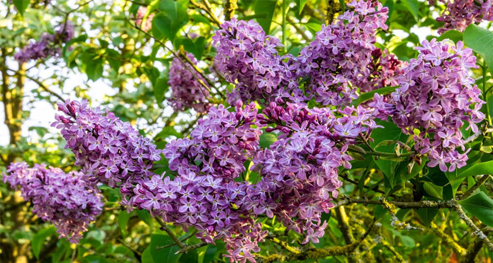 Aging and Declining Lilac Plant